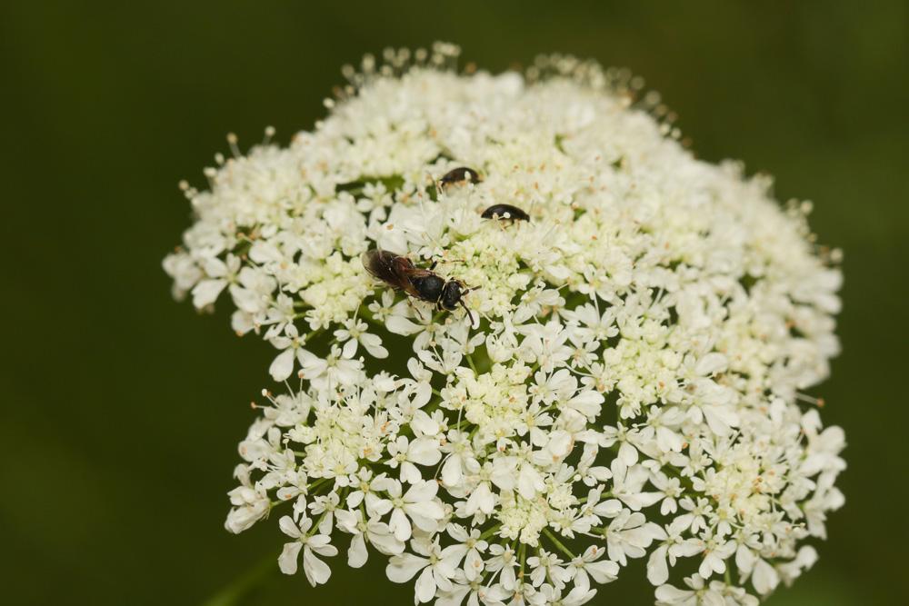  Hylaeus variegatus (Fabricius, 1798)