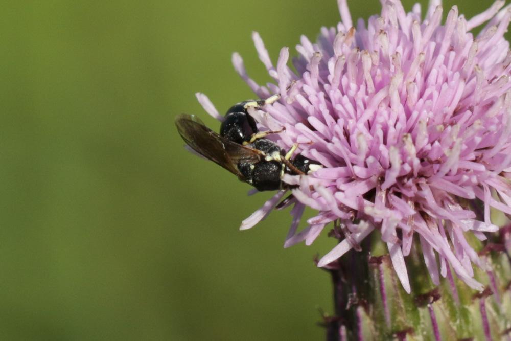 Hylaeus variegatus (Fabricius, 1798)