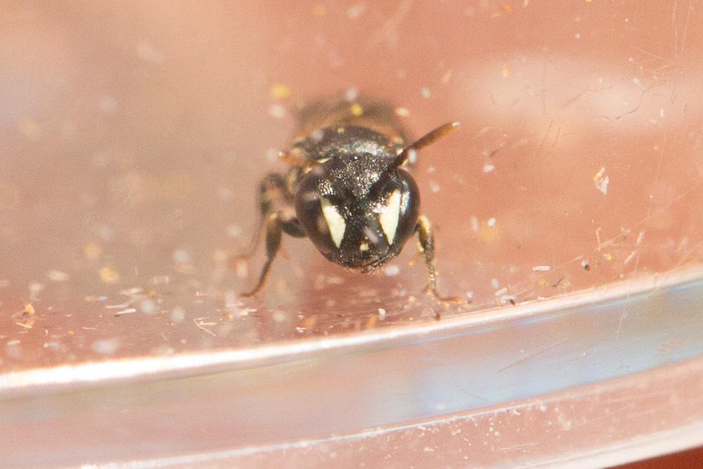 Hylaeus imparilis Förster, 1871