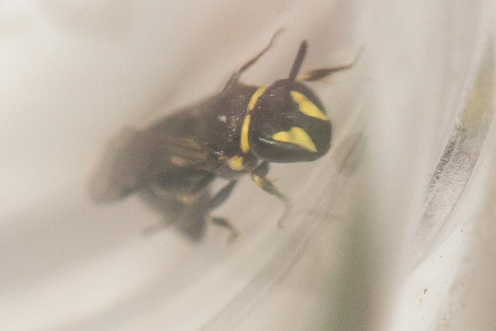  Hylaeus pictus (Smith, 1853)