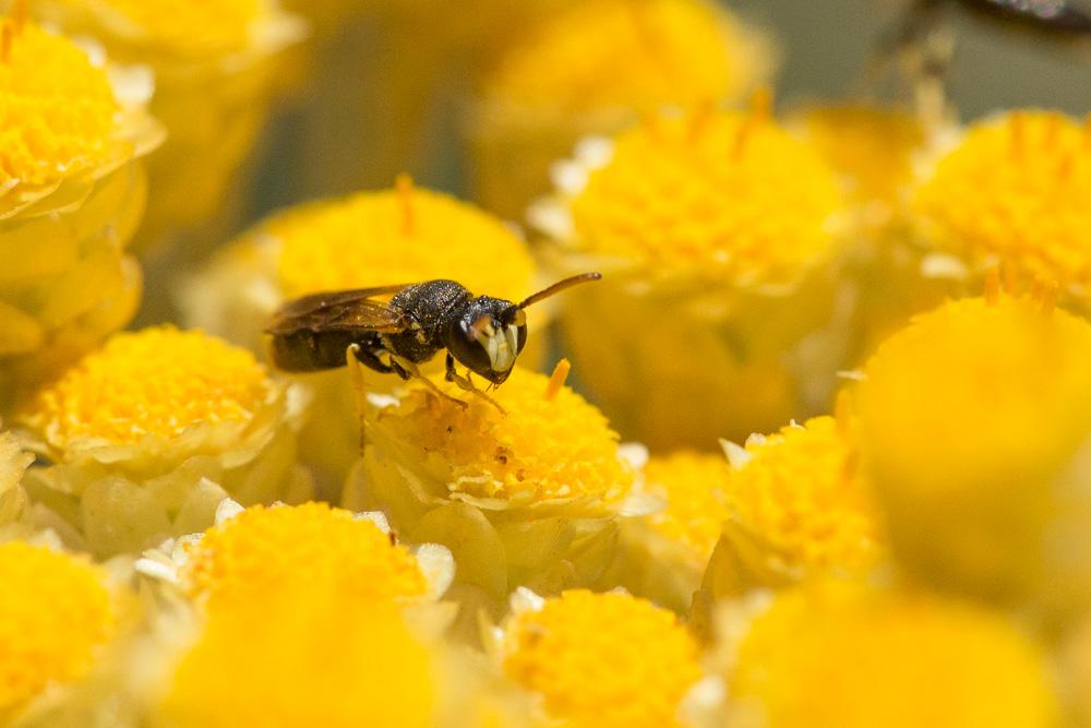  Hylaeus annularis (Kirby, 1802)