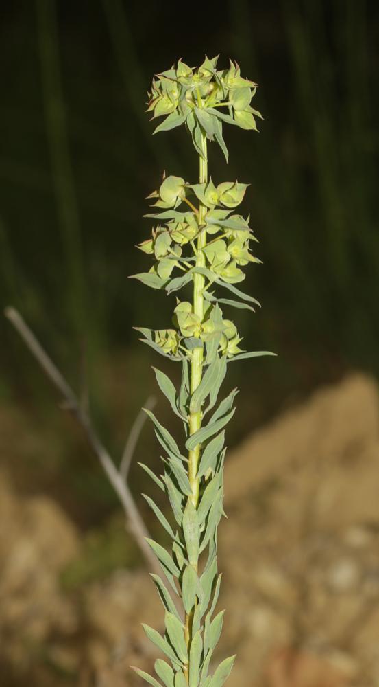 Euphorbe en faux, Euphorbe à cornes en faucille Euphorbia falcata L., 1753