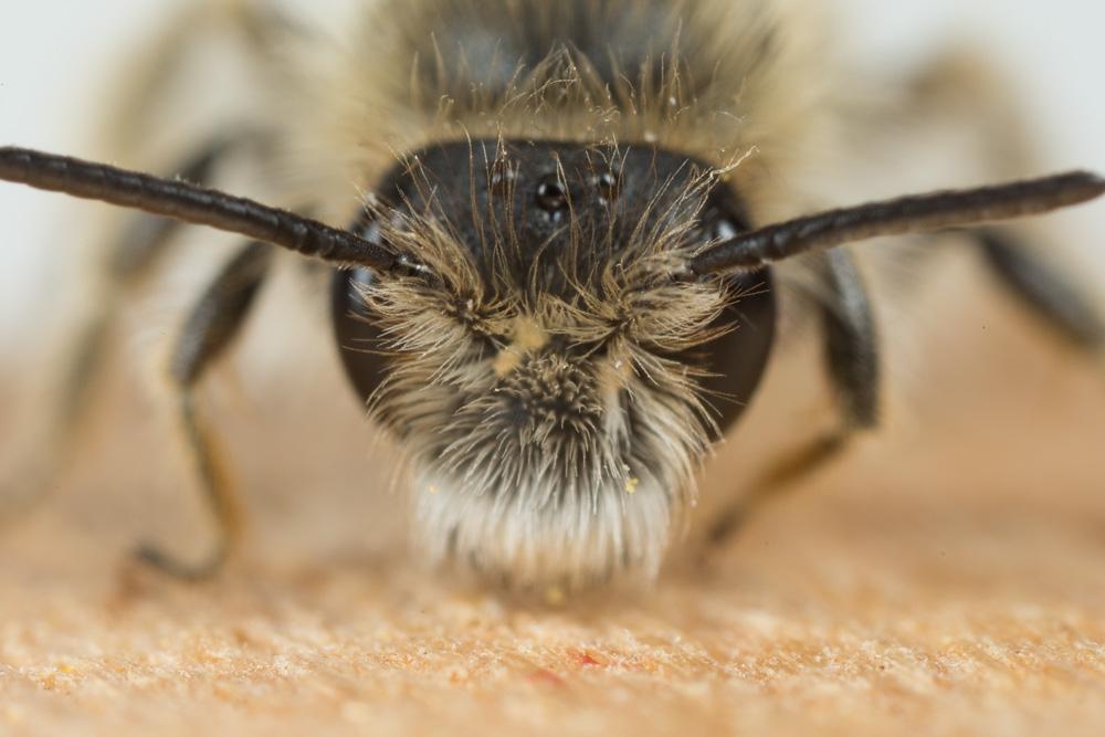  Andrena Fabricius, 1775