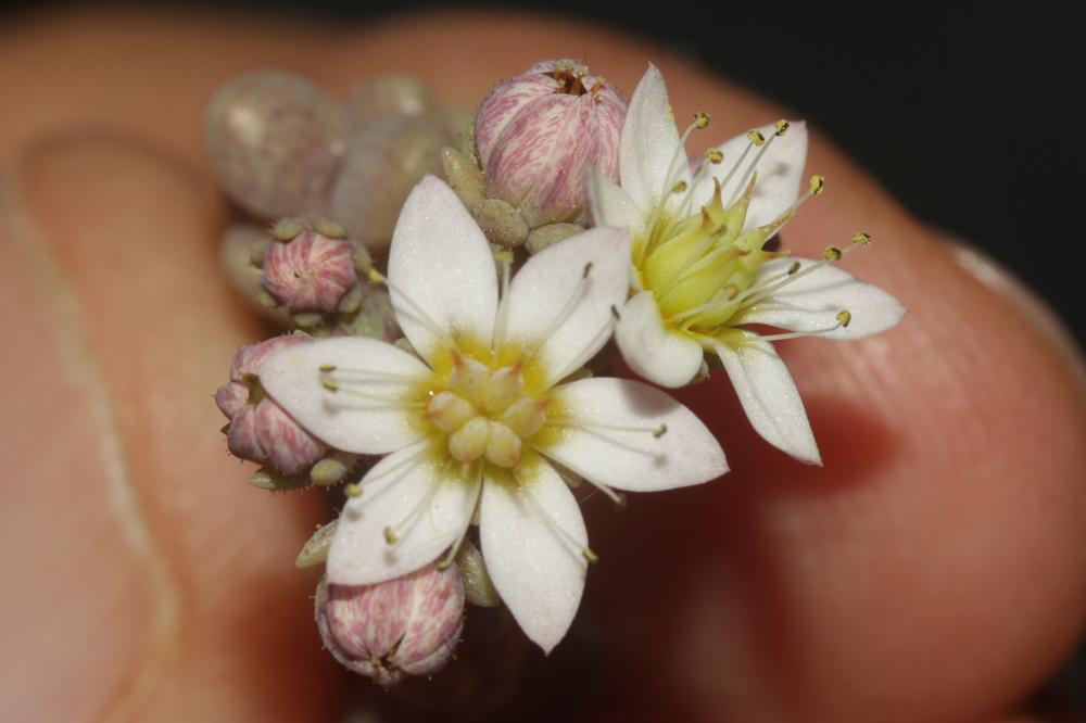 Orpin à feuilles serrées, Orpin à feuilles épaisse Sedum dasyphyllum L., 1753