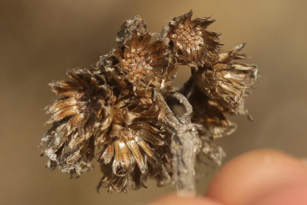 Immortelle des dunes, Immortelle jaune Helichrysum stoechas (L.) Moench, 1794