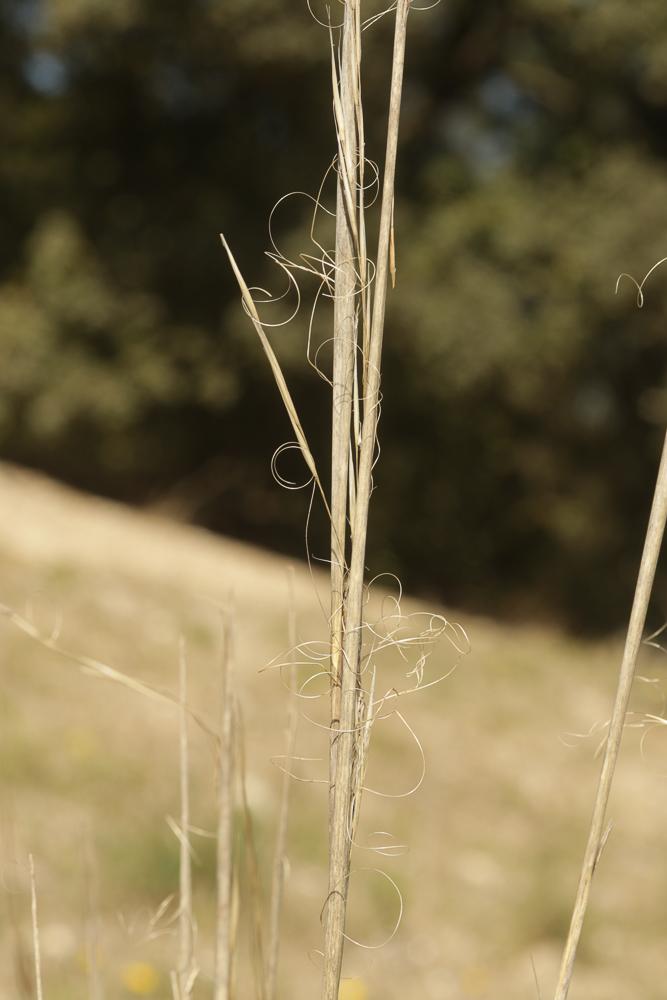 Plumet chevelue, Stipe capillaire Stipa capillata L., 1762