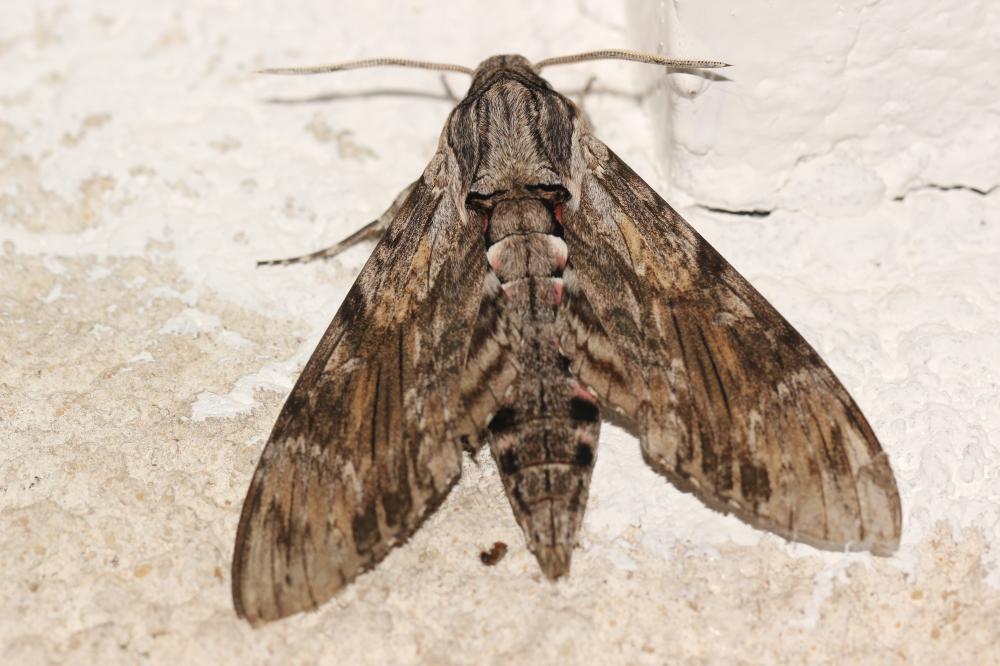 Sphinx du Liseron (Le) Agrius convolvuli (Linnaeus, 1758)