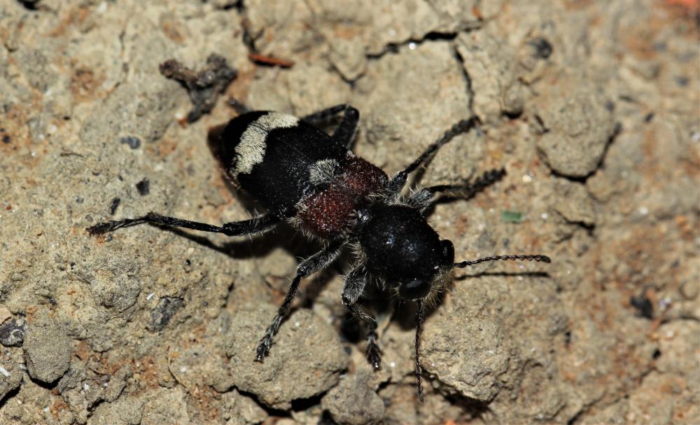 Clairon mutile Clerus mutillarius Fabricius, 1775