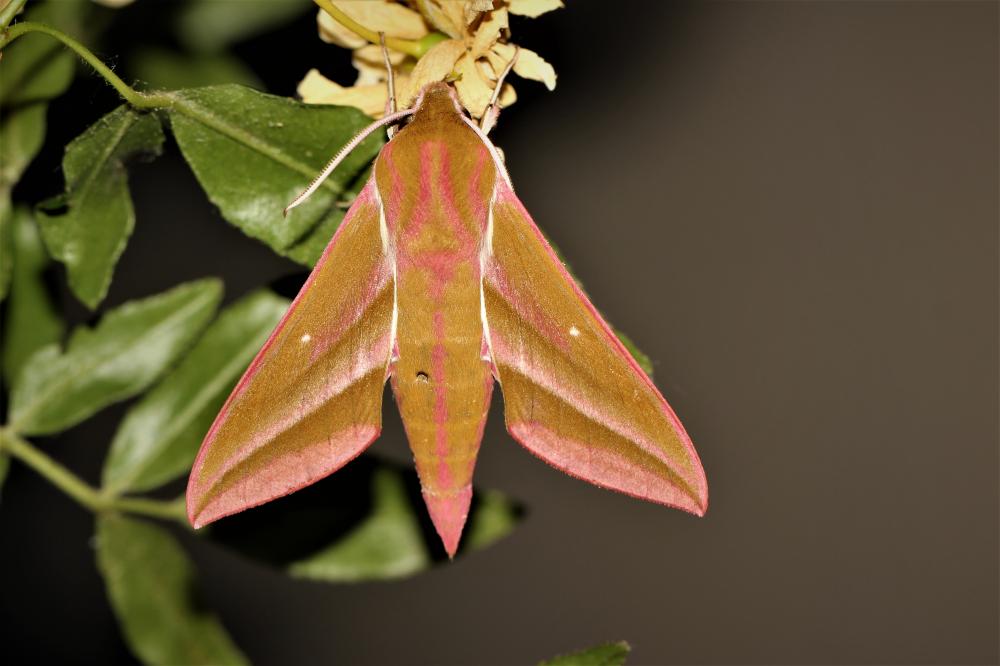 Grand Sphinx de la Vigne (Le) Deilephila elpenor (Linnaeus, 1758)