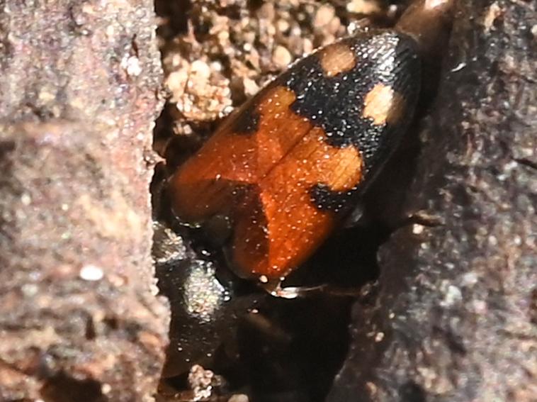 Taupin noir à taches rouges Drasterius bimaculatus (Rossi, 1790)