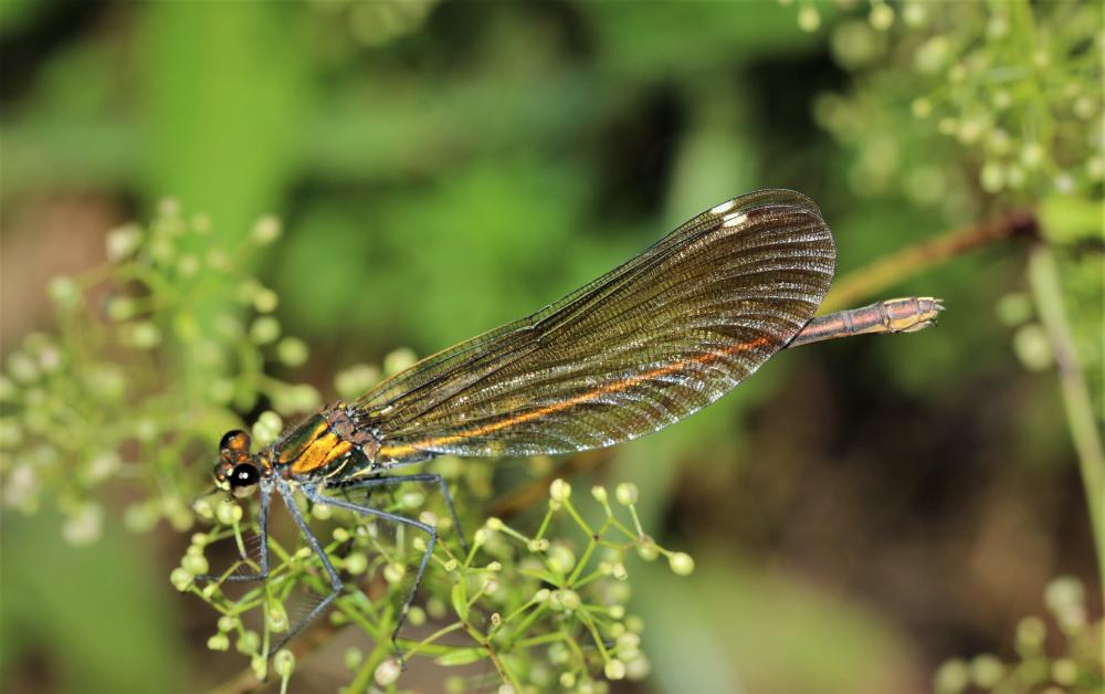 Caloptéryx vierge Calopteryx virgo (Linnaeus, 1758)