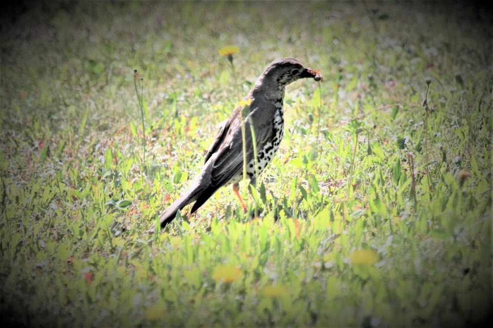 Grive draine Turdus viscivorus Linnaeus, 1758