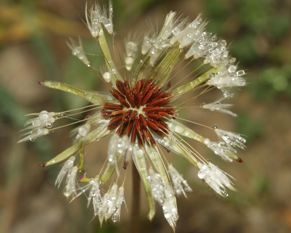 Pissenlit à feuilles obovales Taraxacum obovatum (Waldst. & Kit. ex Willd.) DC., 1809