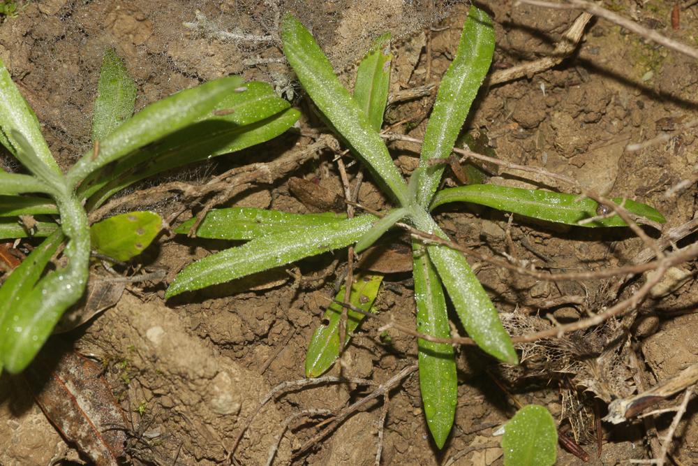 Xéranthème fétide Xeranthemum cylindraceum Sm., 1813