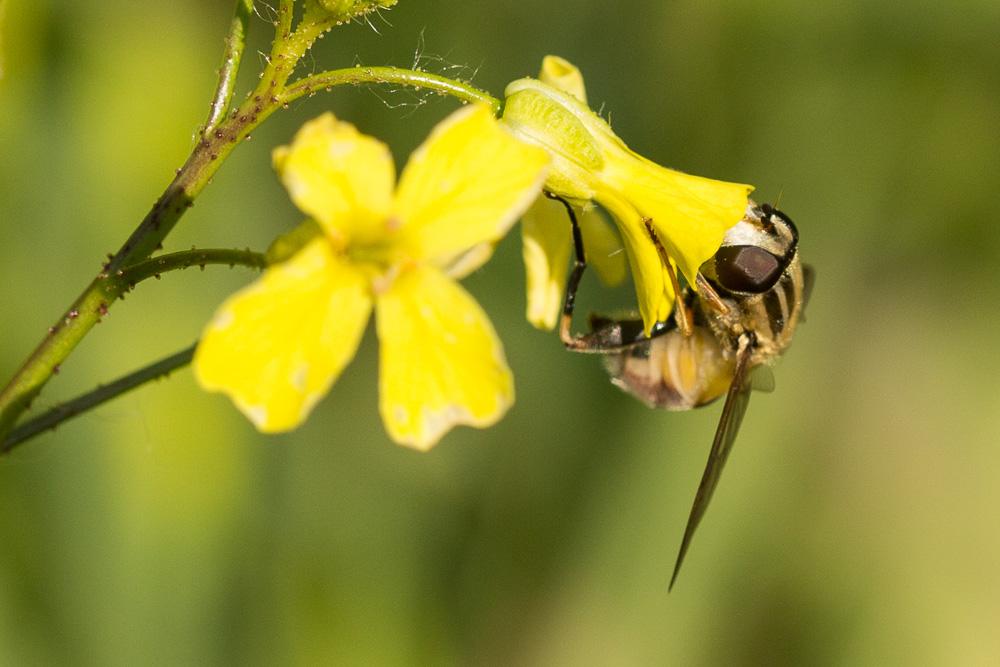 Helophilus trivittatus (Fabricius, 1805)