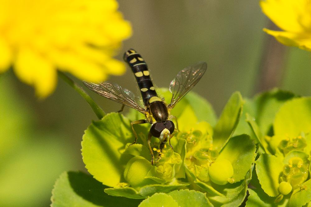 Sphaerophoria scripta (Linnaeus, 1758)