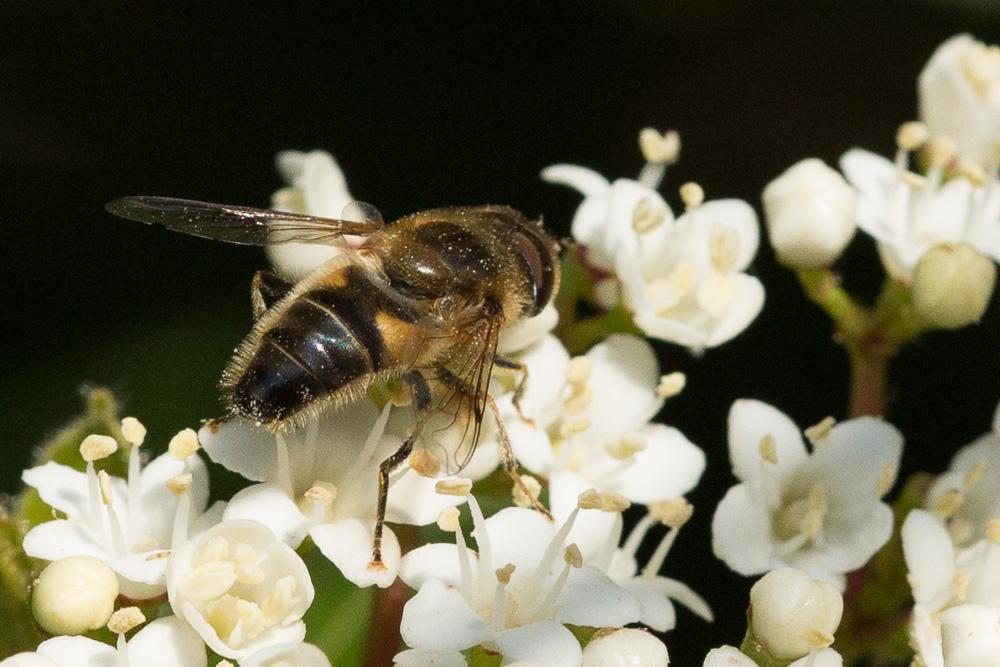  Eristalis pertinax (Scopoli, 1763)