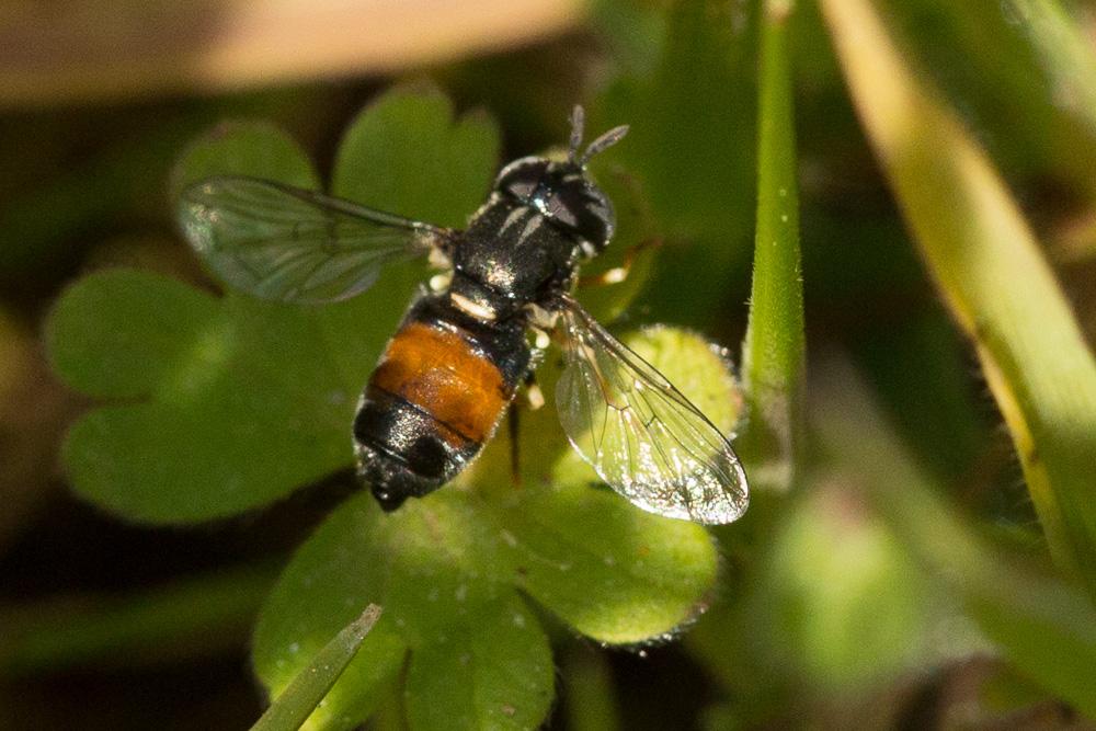 Paragus Latreille, 1804