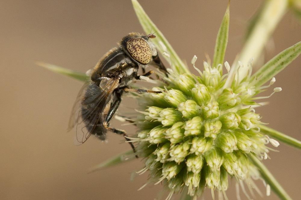 Eristalinus aeneus (Scopoli, 1763)