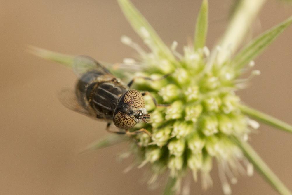 Eristalinus aeneus (Scopoli, 1763)