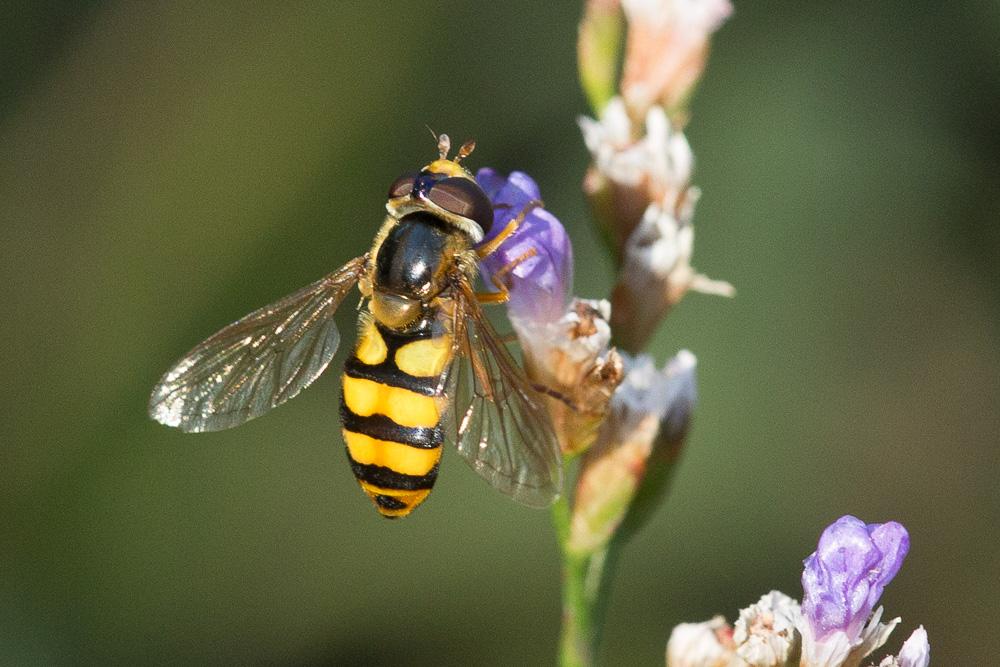 Eupeodes latifasciatus (Macquart, 1829)