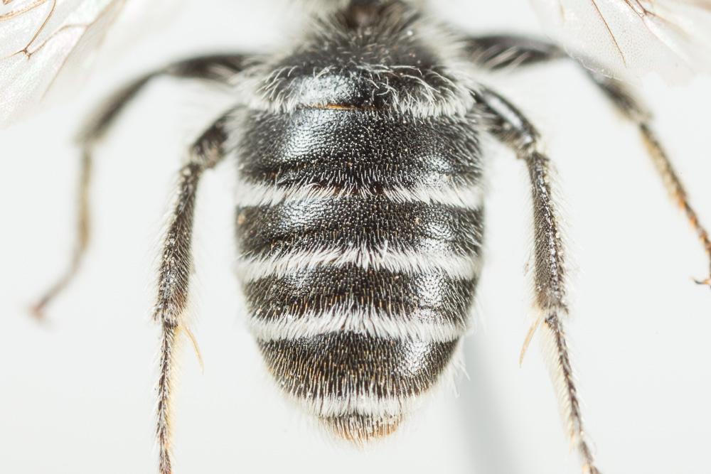 Andrena afzeliella (Kirby, 1802)