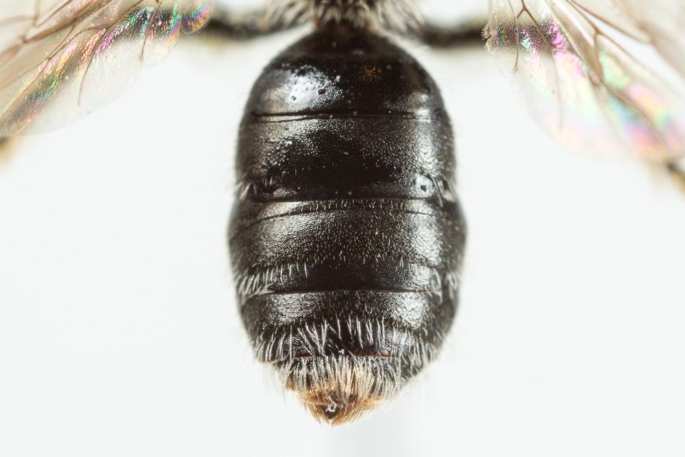 Andrena alfkenella Perkins, 1914