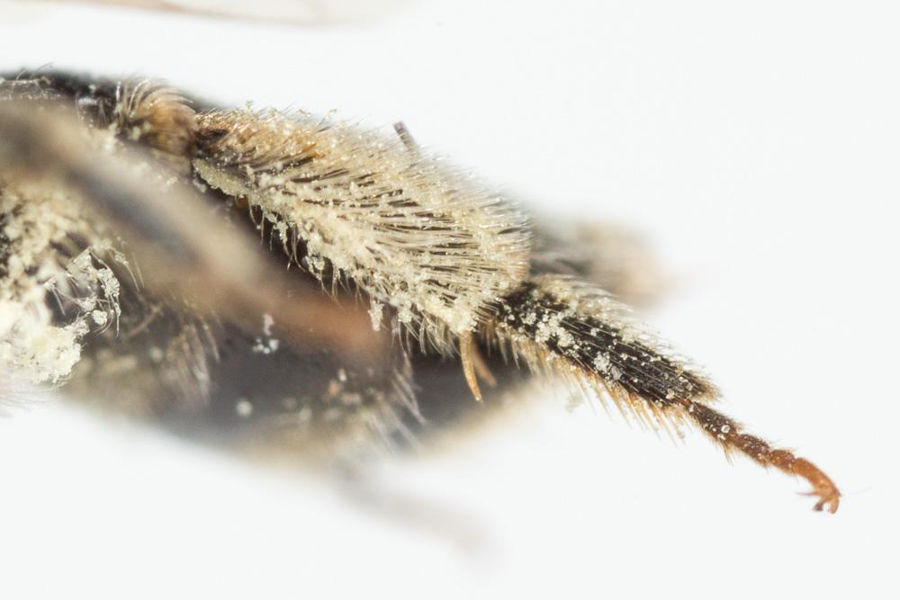 Andrena alfkenella Perkins, 1914