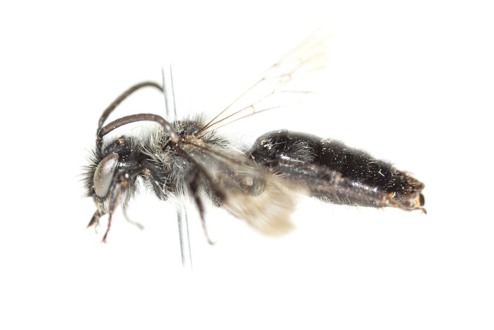 Andrena barbareae Panzer, 1805