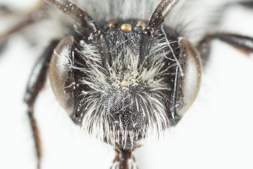 Andrena barbareae Panzer, 1805