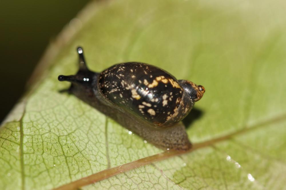 Succineidae H. Beck, 1837
