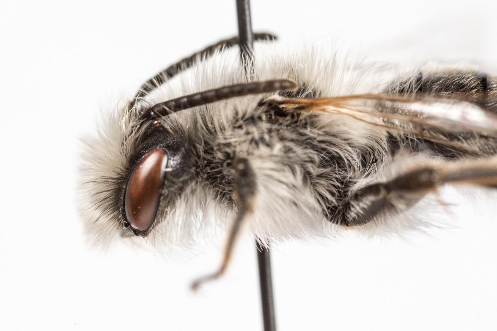 Andrena bicolorata (Rossi, 1790)