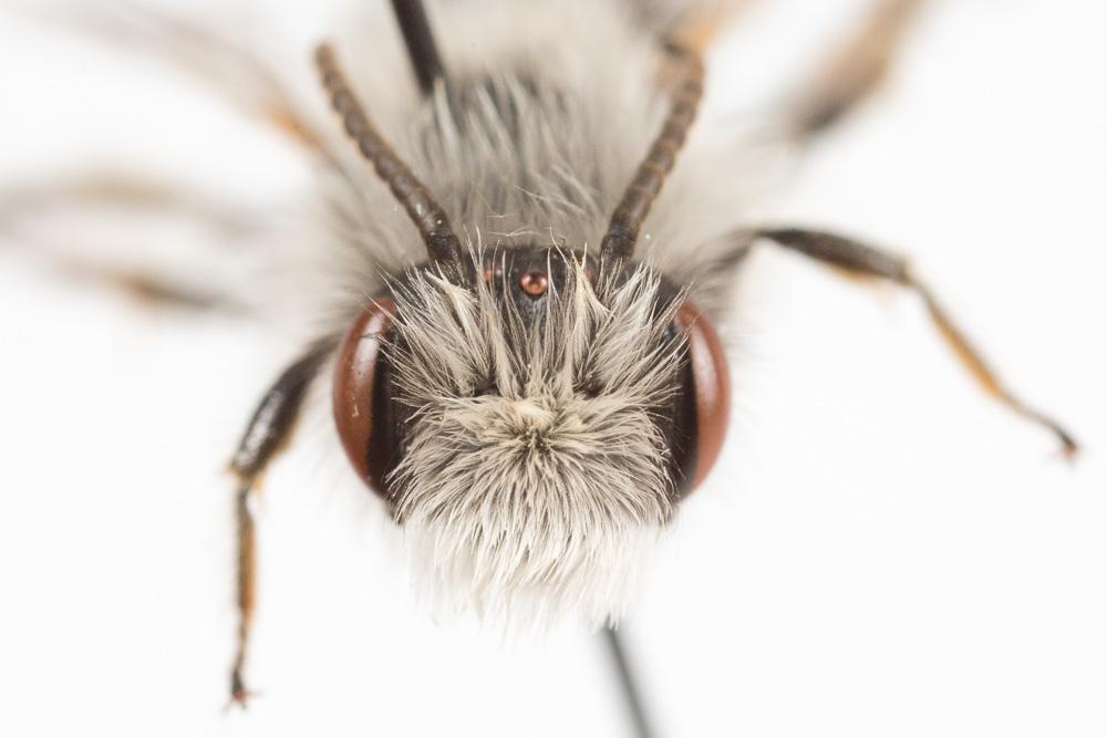 Andrena bicolorata (Rossi, 1790)