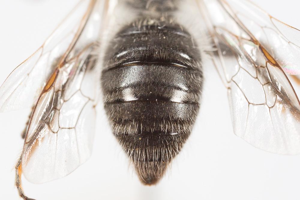 Andrena bicolorata (Rossi, 1790)