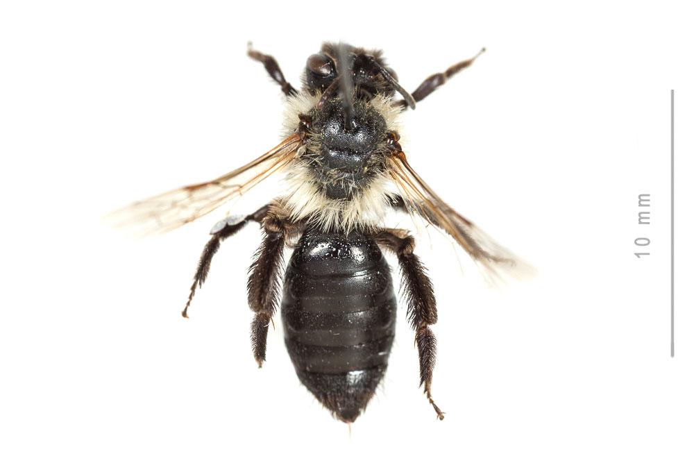 Andrena bicolorata (Rossi, 1790)