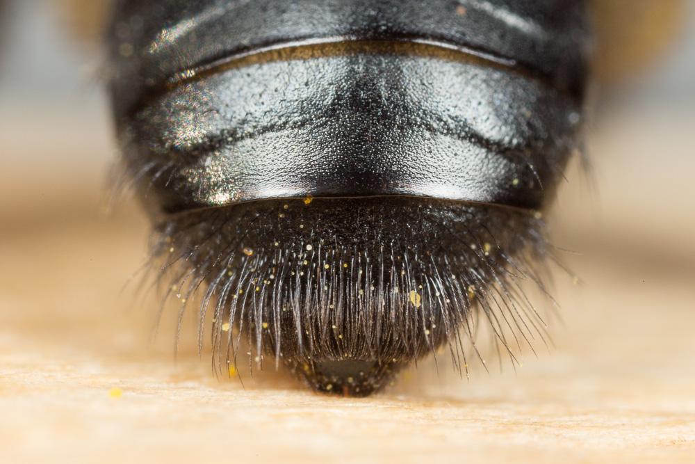 Andrena bicolorata (Rossi, 1790)