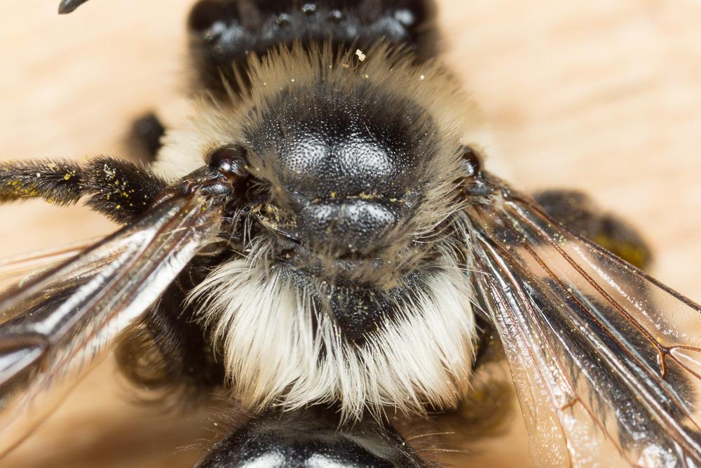 Andrena bicolorata (Rossi, 1790)