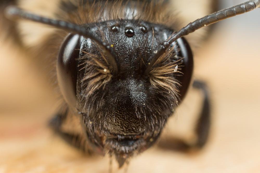 Andrena bicolorata (Rossi, 1790)