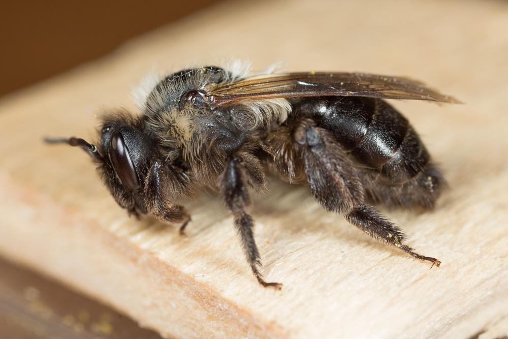 Andrena bicolorata (Rossi, 1790)