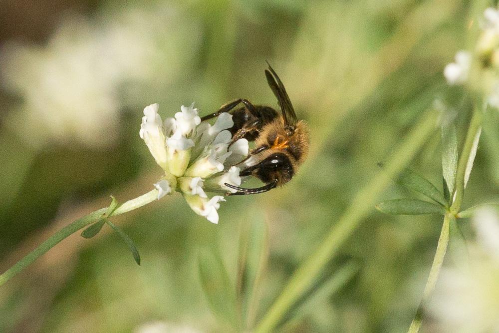  Andrena bimaculata (Kirby, 1802)