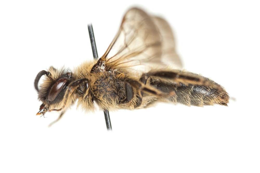 Andrena bimaculata (Kirby, 1802)