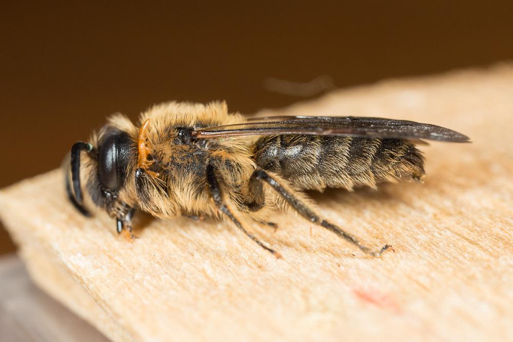  Andrena bimaculata (Kirby, 1802)