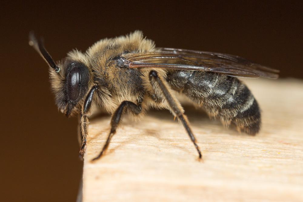 Andrena bimaculata (Kirby, 1802)