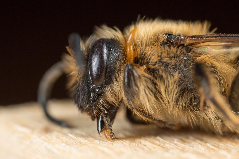  Andrena bimaculata (Kirby, 1802)