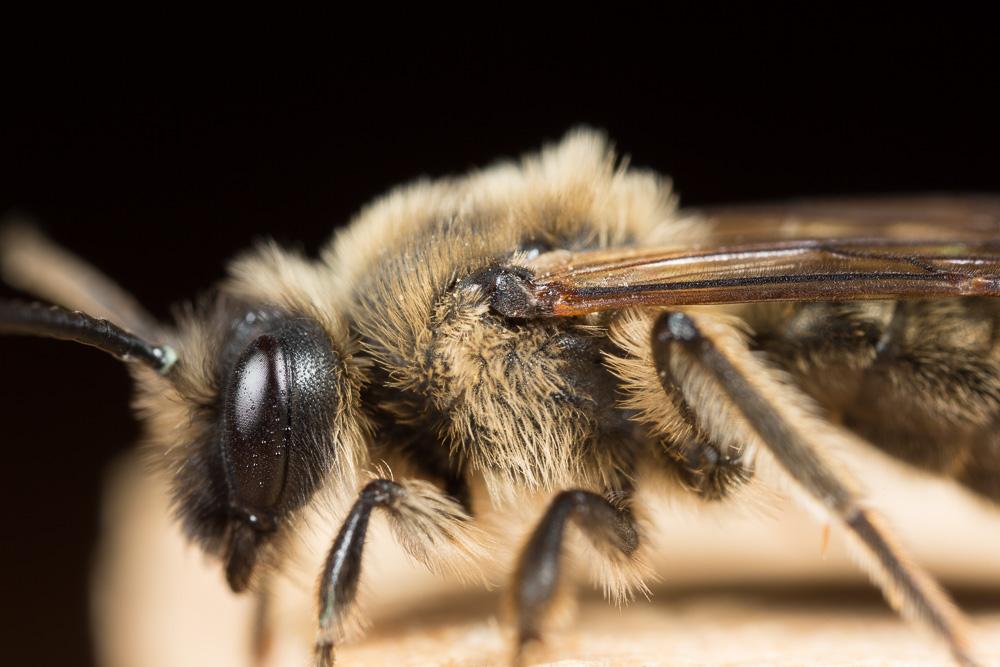 Andrena bimaculata (Kirby, 1802)