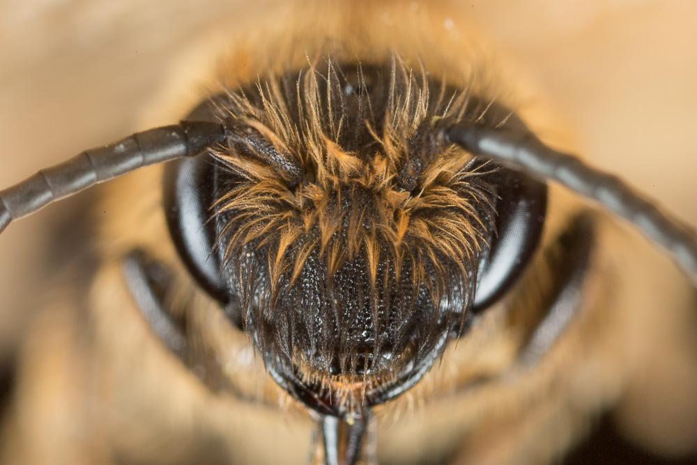 Andrena bimaculata (Kirby, 1802)