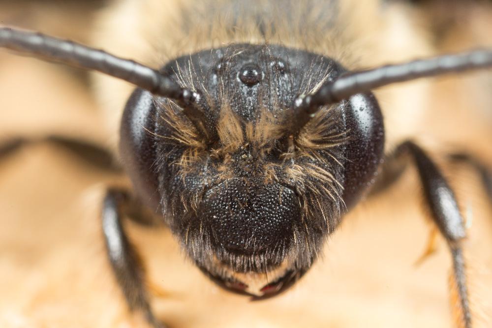 Andrena bimaculata (Kirby, 1802)