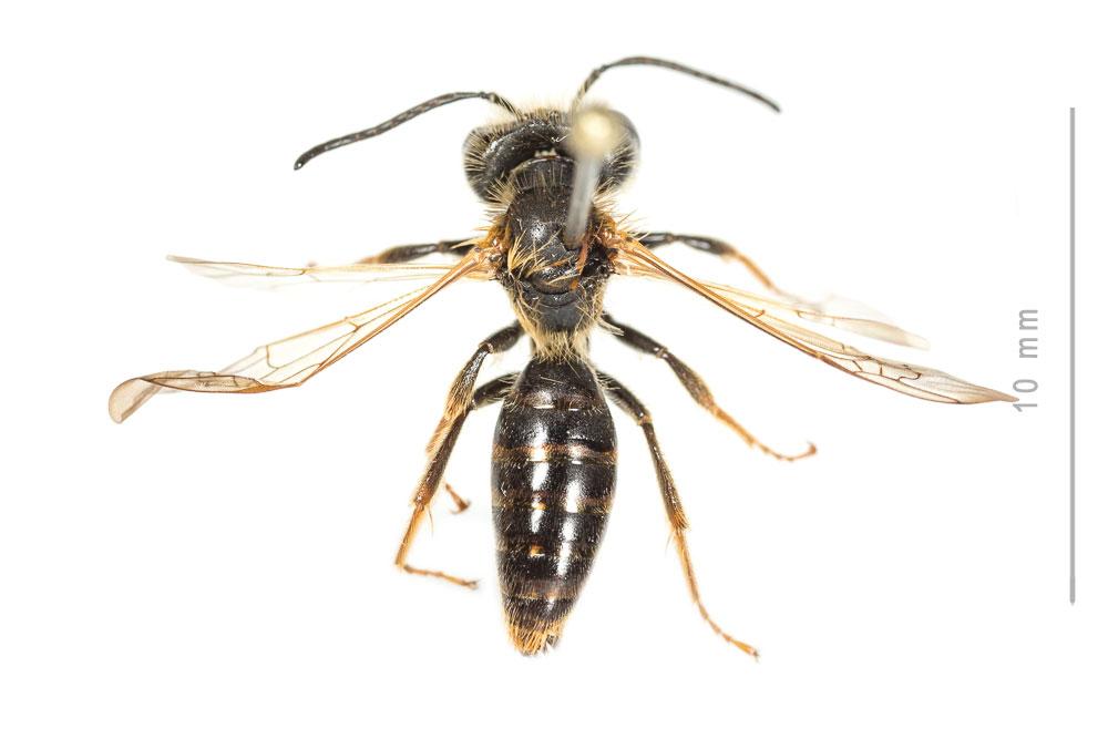  Andrena bucephala Stephens, 1846