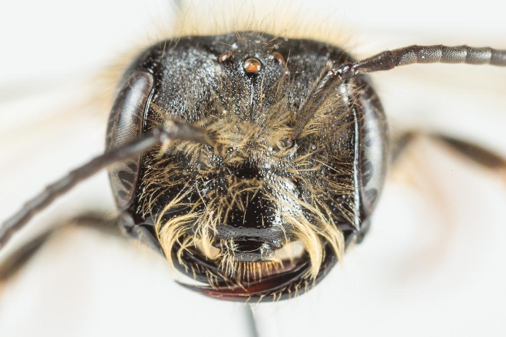 Andrena bucephala Stephens, 1846