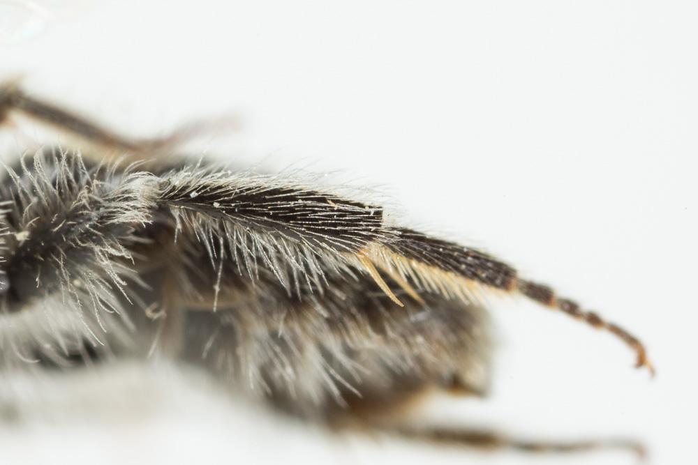 Andrena cinerea Brullé, 1832